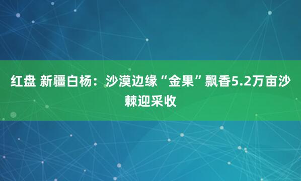 红盘 新疆白杨：沙漠边缘“金果”飘香5.2万亩沙棘迎采收